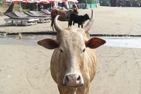 Cows roam free on a beach in India.の写真素材