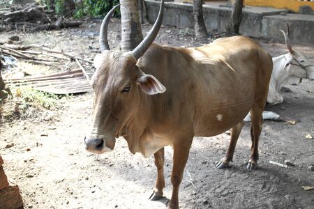 Cows roam free on a beach in India.の写真素材