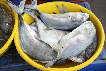 Rich choice of fresh seafood in the asian marketの写真素材