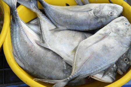 Rich choice of fresh seafood in the asian marketの写真素材
