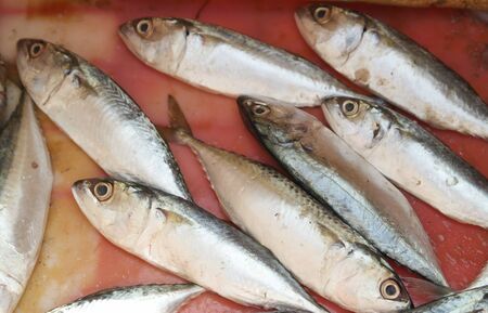 Rich choice of fresh seafood in the asian marketの写真素材