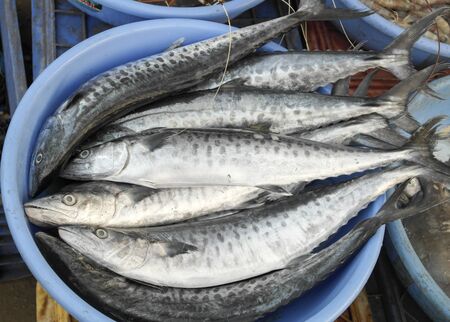 Rich choice of fresh seafood in the asian marketの写真素材