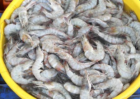 Rich choice of fresh seafood in the asian marketの写真素材