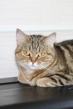 A well-groomed domestic cat in a peaceful postureの写真素材