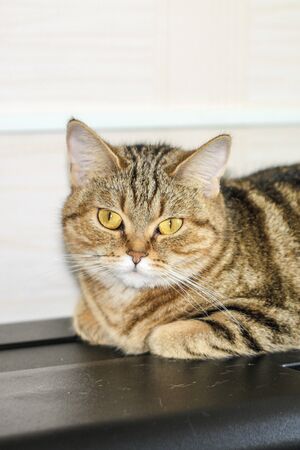 A well-groomed domestic cat in a peaceful postureの写真素材