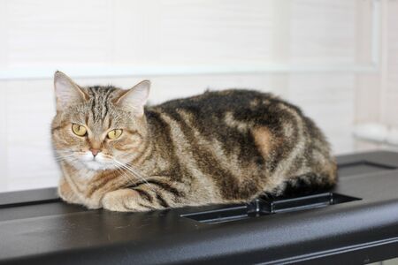 A well-groomed domestic cat in a peaceful postureの写真素材