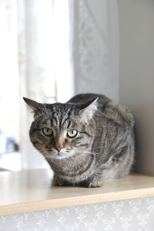 A well-groomed domestic cat in a peaceful postureの写真素材