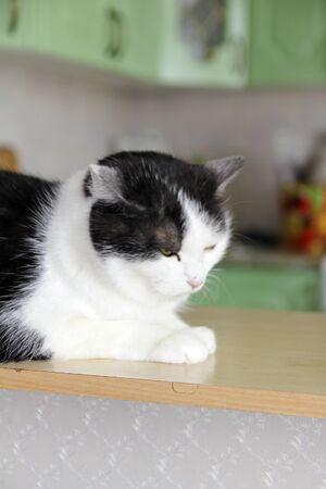A well-groomed domestic cat in a peaceful postureの写真素材