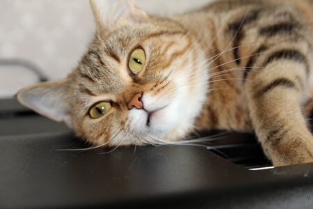 A well-groomed domestic cat in a peaceful postureの写真素材