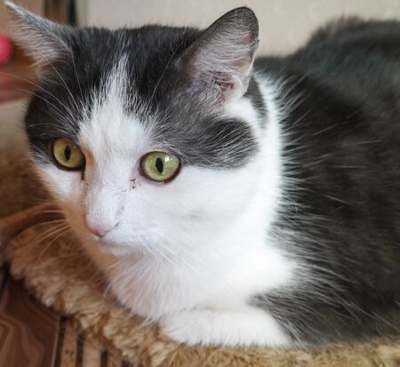 A well-groomed domestic cat in a peaceful postureの写真素材