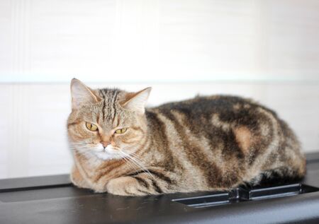 A well-groomed domestic cat in a peaceful postureの写真素材