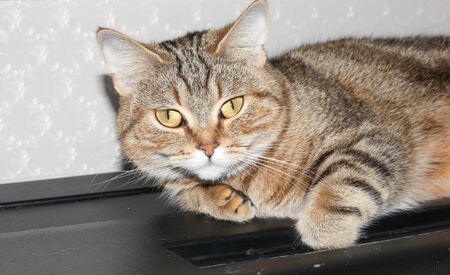 A well-groomed domestic cat in a peaceful postureの写真素材