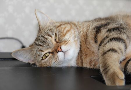 A well-groomed domestic cat in a peaceful postureの写真素材