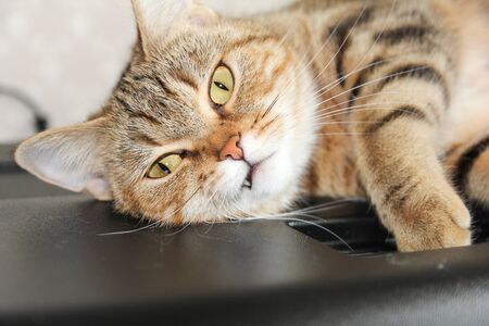 A well-groomed domestic cat in a peaceful postureの写真素材