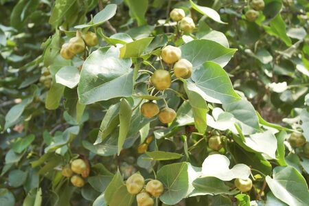 Plant Thespesia is a member of the Mallow or Hibiscus family.の写真素材