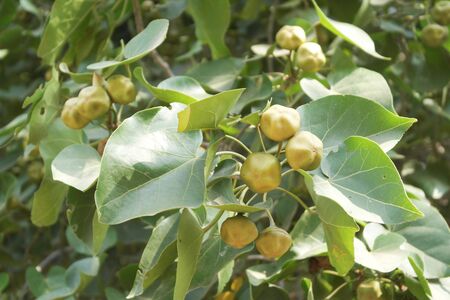 Plant Thespesia is a member of the Mallow or Hibiscus family.の写真素材