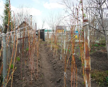Early spring raspberry runaways in the countryside.の写真素材