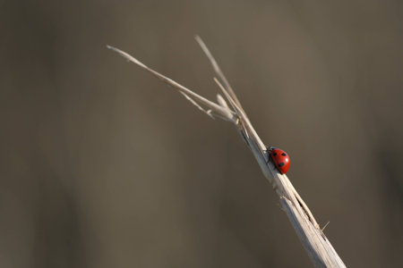 ladybug