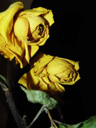 Dried Yellow Rosesの写真素材