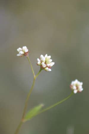 Small Flowers