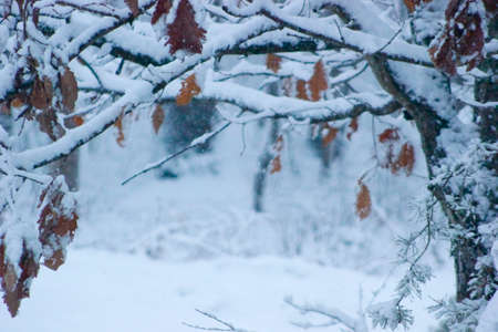 snow branchの写真素材