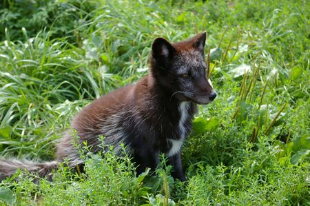 Young arctic fox (Alopex lagopus)
