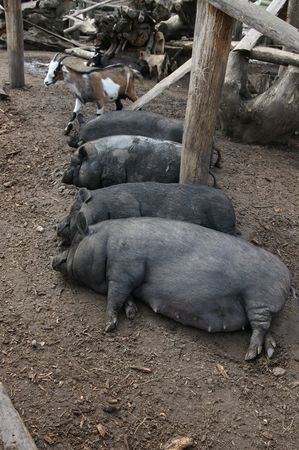 Four sleeping dirty pigsの写真素材