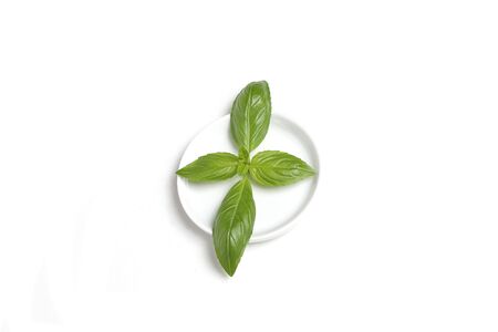 Basil leaf on plateの写真素材