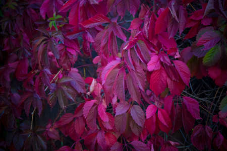 Red purple autumn leaves on a wooden wall, backgroundの写真素材