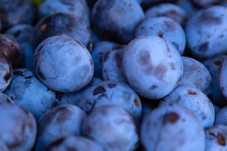 Fresh dark purple plum. Top view. Background. Texturesの写真素材