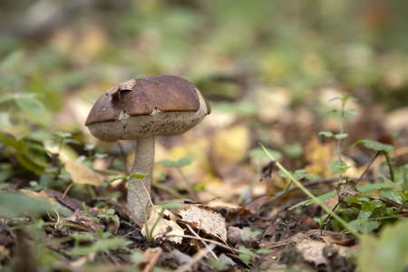 Edible mushroom growing in the forest. With a leaf on top.の写真素材