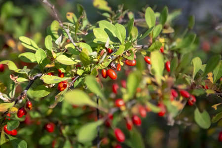 Bushes bright red barberry in the garden. Fruits and leaves of ornamental barberry.の写真素材