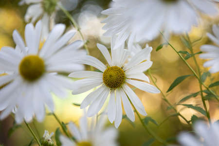 Beautiful white camomiles daisy flowers on green gardenの写真素材