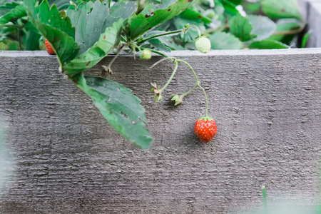 Ripe strawberry fruit. Hanging on a branch. On the background of wooden boards in the garden.の写真素材