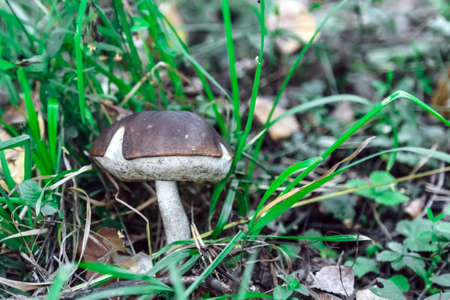 Edible mushroom growing in the autumn forest.の写真素材