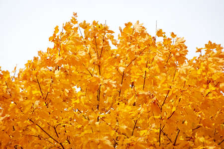 Golden autumn maple on a sky background.の写真素材