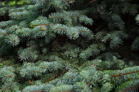 Green fir branches closeup. Christmas tree textureの写真素材