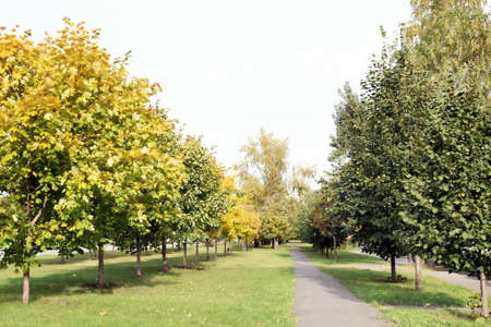 Narrow pathway in the park with young autumn treesの写真素材