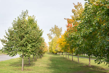 Narrow pathway in the park with young autumn trees. Near the roadの写真素材