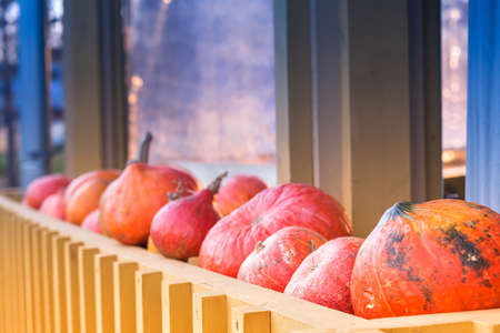 Harvested autumn vegetables. Pumpkins lie in a row on the streetの写真素材