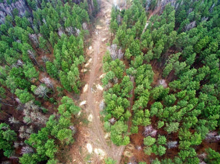 bird's-eye forest trees view from above. Country road with a junction in the forest. Cut down a forest clearingDrone Photoの写真素材