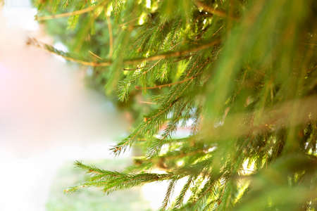 Background from green Fir tree branch. Fluffy young branch Fir treeの写真素材