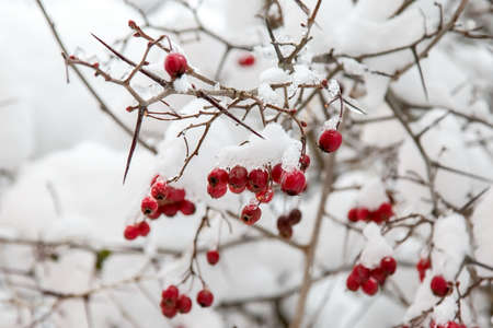 Winter. Brown tree branches. Frozen red rowan hangs on a tree. On red berries snow and iceの写真素材