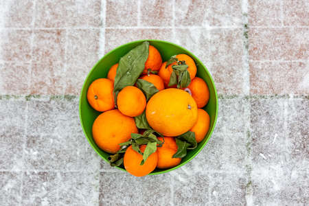 Mandarins and oranges in the green bowl on the snow. It stands on the street. Green leaves wilted from winter frost.の写真素材