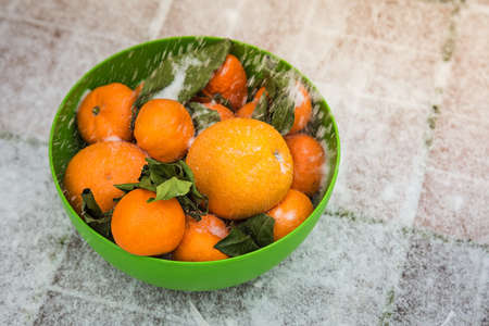 Mandarins and oranges in the green bowl on the snow. It stands on the street. Green leaves wilted from winter frost. Snow falling on citrusの写真素材