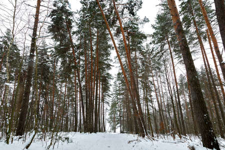 Pathway through green dark winter forest. Snowdrift Tilted spruces.の写真素材