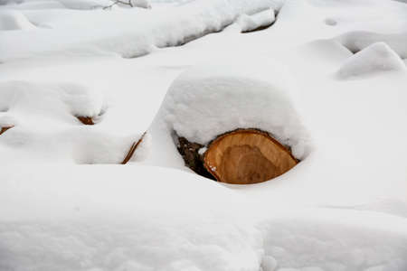 Deforestation. Lumber harvesting. Logs under snow. Stock of wood in forest. Winter snowdriftsの写真素材