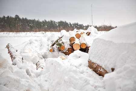 Deforestation. Lumber harvesting. Logs under snow. Stock of wood in forest. Winter snowdriftsの写真素材