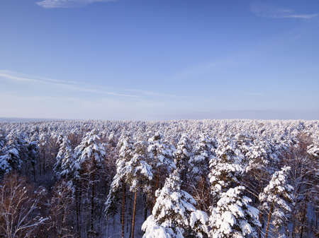 Aerial winter forest view. Birds eye view drone landscape, fly above. White trees in snow. Blue sky.の写真素材