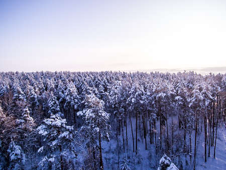 Aerial view winter forest. Tops of snowy tree branch and blue sky. Birds eye view.の写真素材